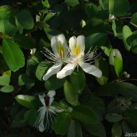 Capparis brevispina DC.